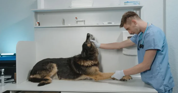Asigurare pentru animale de companie: merită în România?